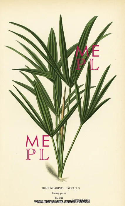 : Broadleaf lady palm, Rhapis excelsa : Broadleaf lady palm, Rhapis excelsa