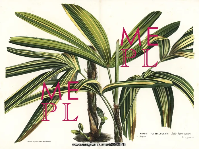 : Broadleaf lady palm, Rhapis excelsa : Broadleaf lady palm, Rhapis excelsa