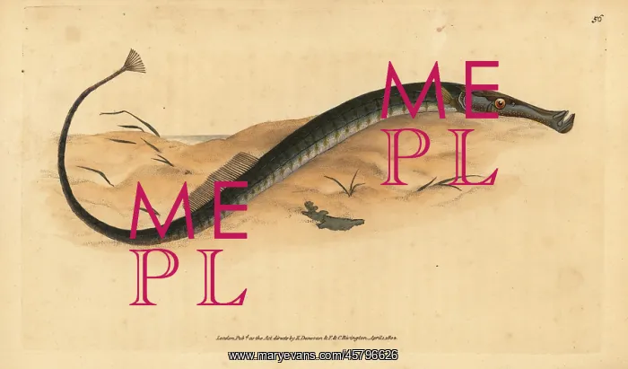 : Broadnosed pipefish, Syngnathus typhle : Broadnosed pipefish, Syngnathus typhle