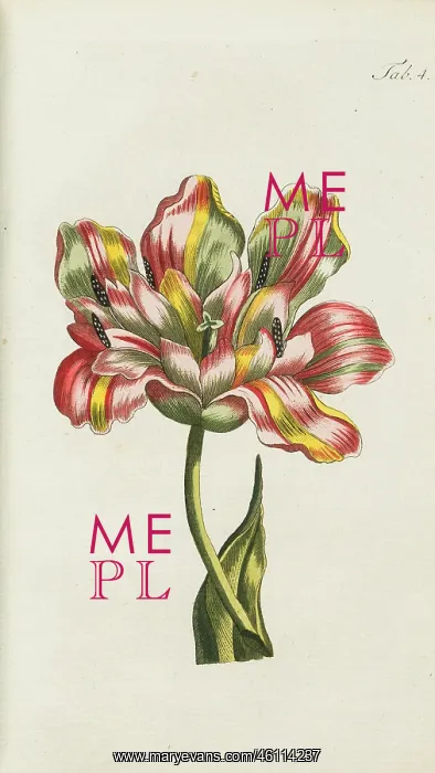 : Broken Tulip - example of Tulip breaking virus : Broken Tulip - example of Tulip breaking virus