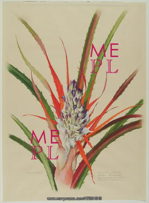 : Bromelia anticantha : Bromelia anticantha