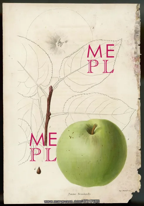 : BRONDERELLE APPLE
