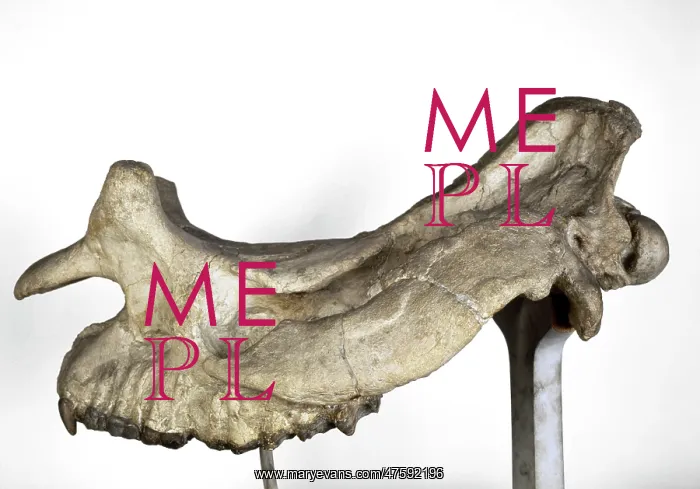 : Brontotherium skull : Brontotherium skull