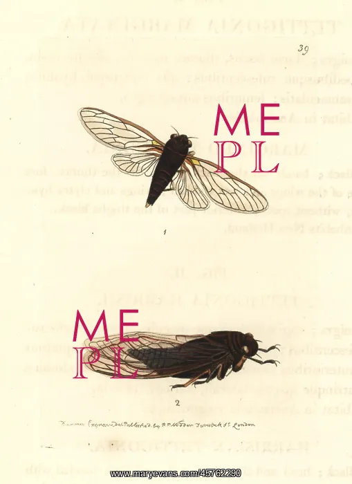 : Bronze bark-buzzer and yellowbelly cicadas : Bronze bark-buzzer and yellowbelly cicadas