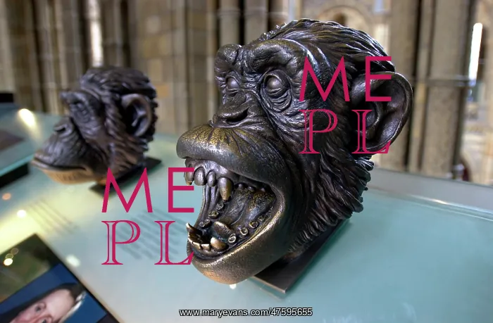 : Bronze bust of a chimpanzee : Bronze bust of a chimpanzee