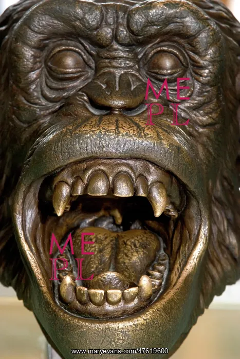 : Bronze sculpture of Chimpanzee head : Bronze sculpture of Chimpanzee head