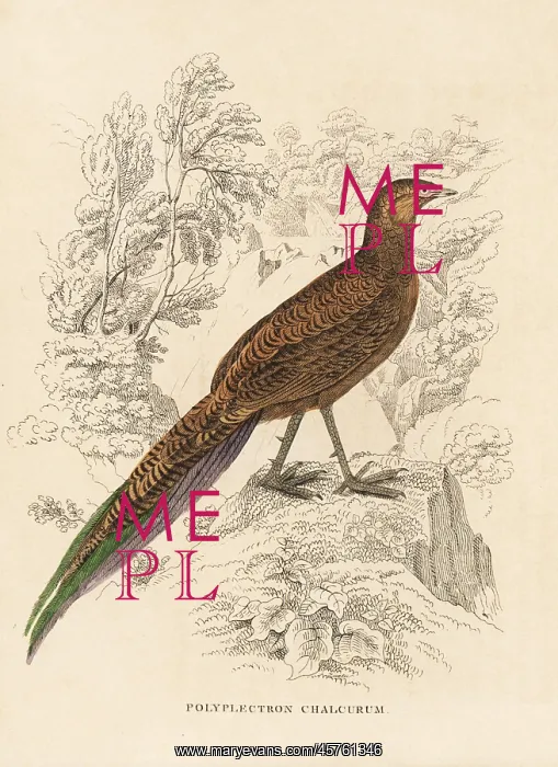 : Bronze-tailed peacock-pheasant, Polyplectron chalcurum : Bronze-tailed peacock-pheasant, Polyplectron chalcurum