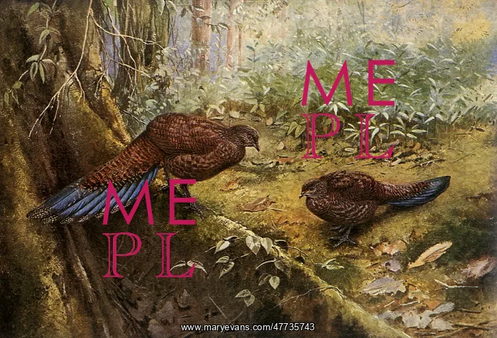 : Bronze-tailed Peacock Pheasants, Polyplectron chalcurum : Bronze-tailed Peacock Pheasants, Polyplectron chalcurum