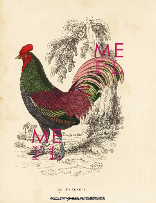 : Bronzed cock of Sumatra, Gallus aeneus : Bronzed cock of Sumatra, Gallus aeneus