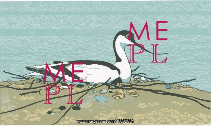 : Brooding Avocet : Brooding Avocet