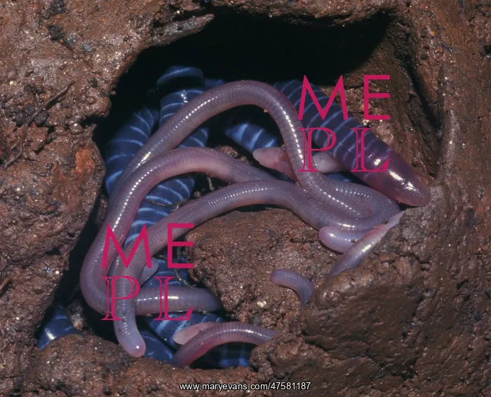 : Brooding female caecilian with her young : Brooding female caecilian with her young