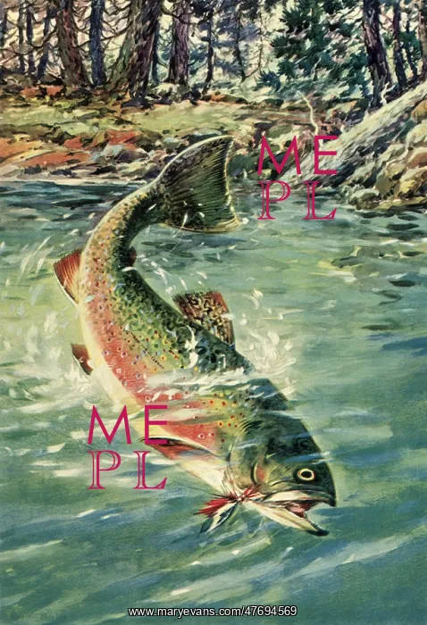  : Brook Trout