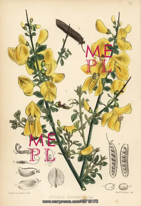 : Broom, Cytisus scoparius : Broom, Cytisus scoparius