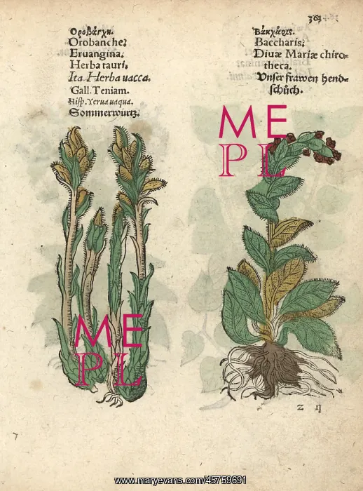 : Broomrape, Orobanche minor, and foxglove, Digitalis purpurea : Broomrape, Orobanche minor, and foxglove, Digitalis purpurea