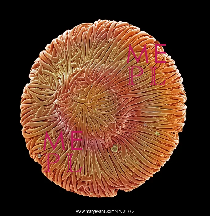 : Browallia speciosa, amethyst : Browallia speciosa, amethyst