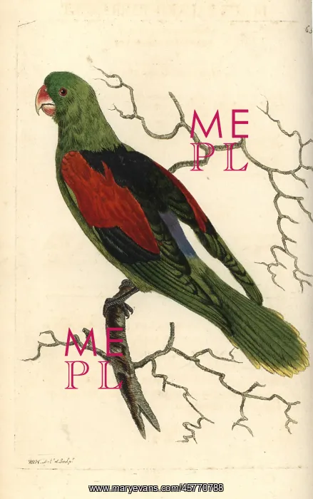 : Brown-backed parrotlet, Touit melanonotus : Brown-backed parrotlet, Touit melanonotus