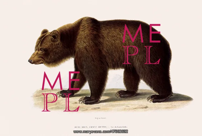  : Brown Bear