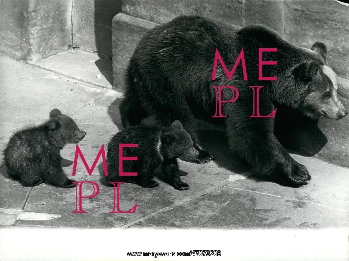 : Brown bear and babies, Berne, Switzerland : Brown bear and babies, Berne, Switzerland