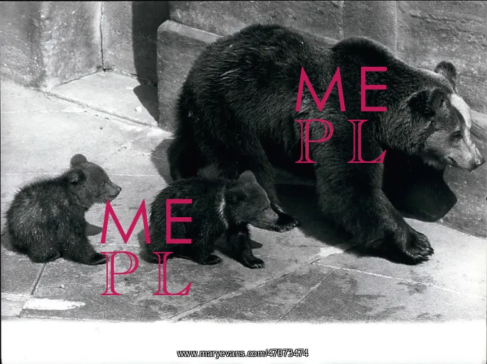 : Brown bear and babies, Berne, Switzerland : Brown bear and babies, Berne, Switzerland