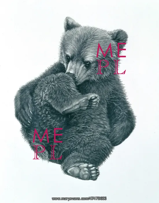 : Brown Bear Cub : Brown Bear Cub