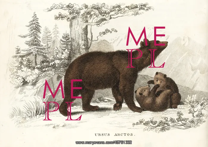 : Brown bear and cubs, Ursus arctos : Brown bear and cubs, Ursus arctos