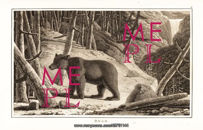 : Brown bear, Ursus arcto, foraging in a mountain forest : Brown bear, Ursus arcto, foraging in a mountain forest