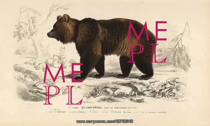 : Brown bear, Ursus arctos : Brown bear, Ursus arctos