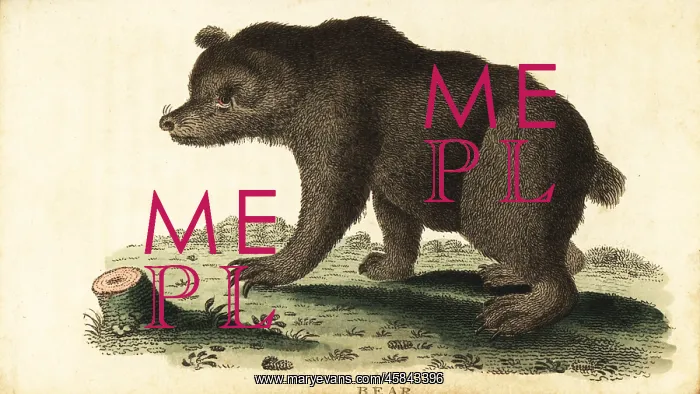 : Brown bear, Ursus arctos : Brown bear, Ursus arctos