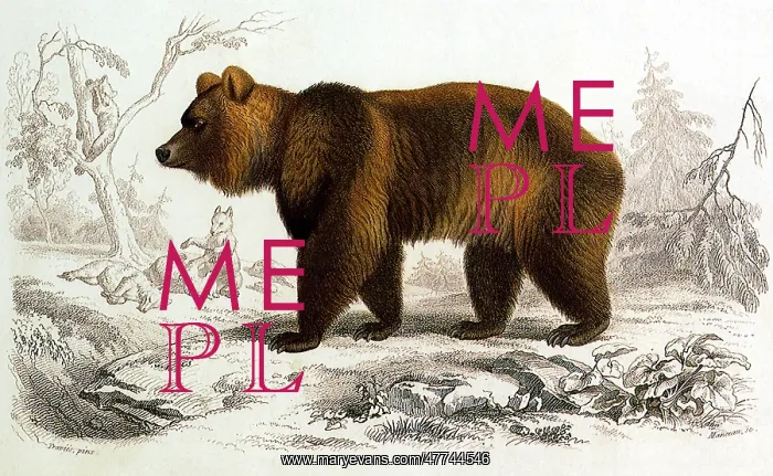  : Brown Bear (Ursus arctos)