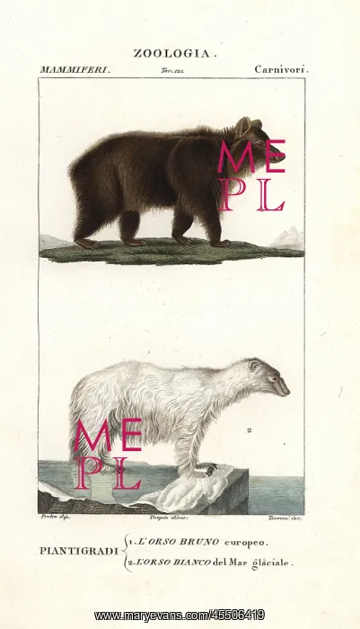 : Brown bear, Ursus arctos arctos, and polar : Brown bear, Ursus arctos arctos, and polar