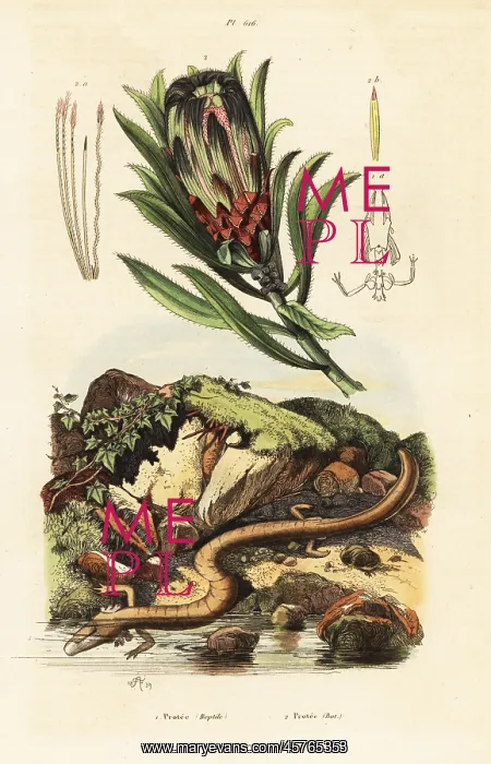 : Brown-beard sugarbush and olm : Brown-beard sugarbush and olm