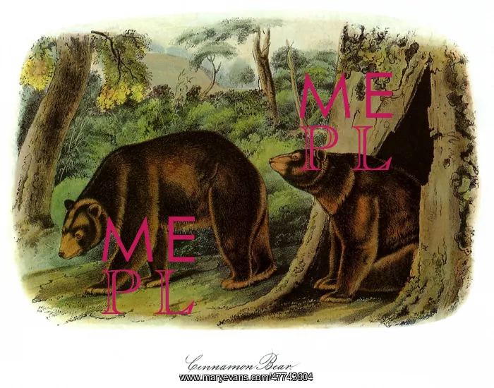  : Brown Bears