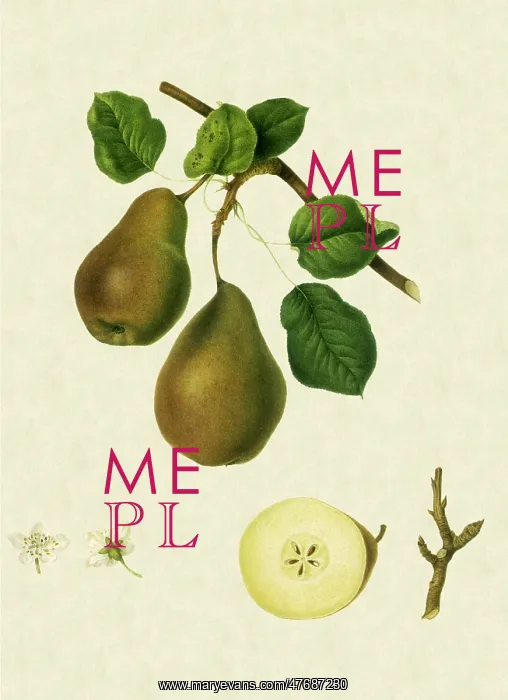  : Brown Beurre Pears