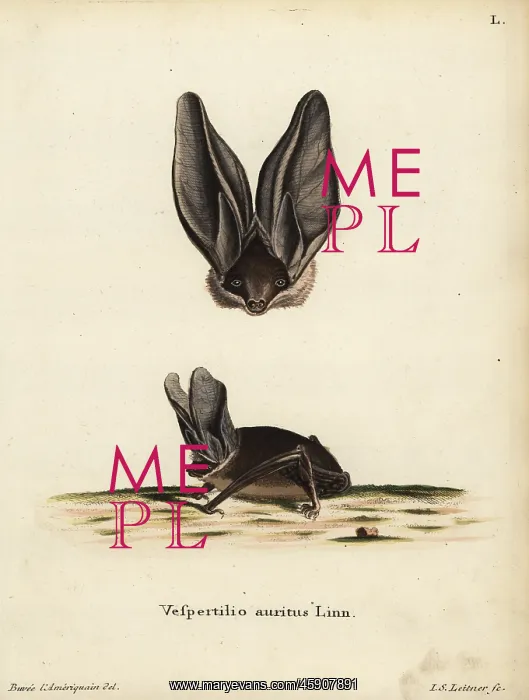 : Brown big-eared bat, Plecotus auritus : Brown big-eared bat, Plecotus auritus
