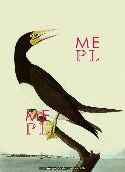  : Brown Booby, Sula leucogaster