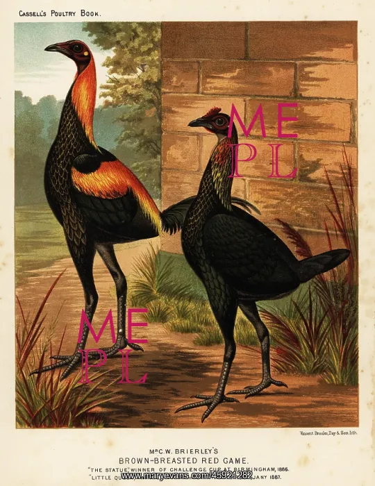 : Brown-breasted red game birds : Brown-breasted red game birds