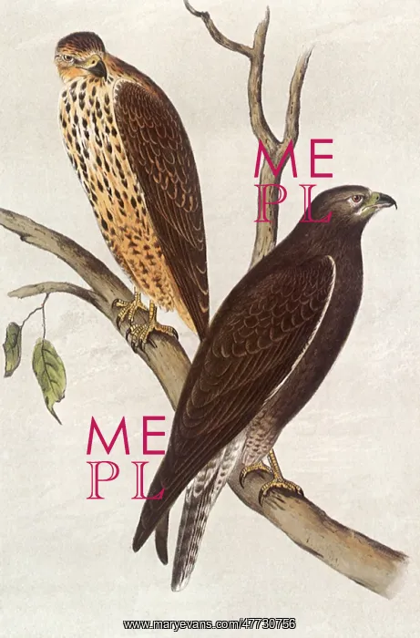  : Brown Buzzard, Buteo insignatus