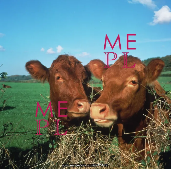  : Two Brown Calves