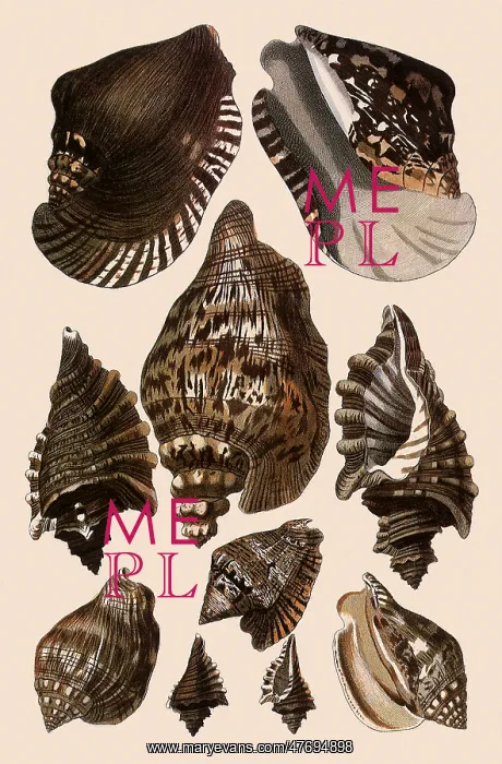 : Brown Conch Variations : Brown Conch Variations