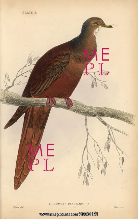: Brown Cuckoo-Dove, Macropygia phasianella : Brown Cuckoo-Dove, Macropygia phasianella