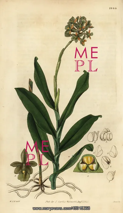 : Brown epidendrum orchid, Epidendrum anceps : Brown epidendrum orchid, Epidendrum anceps