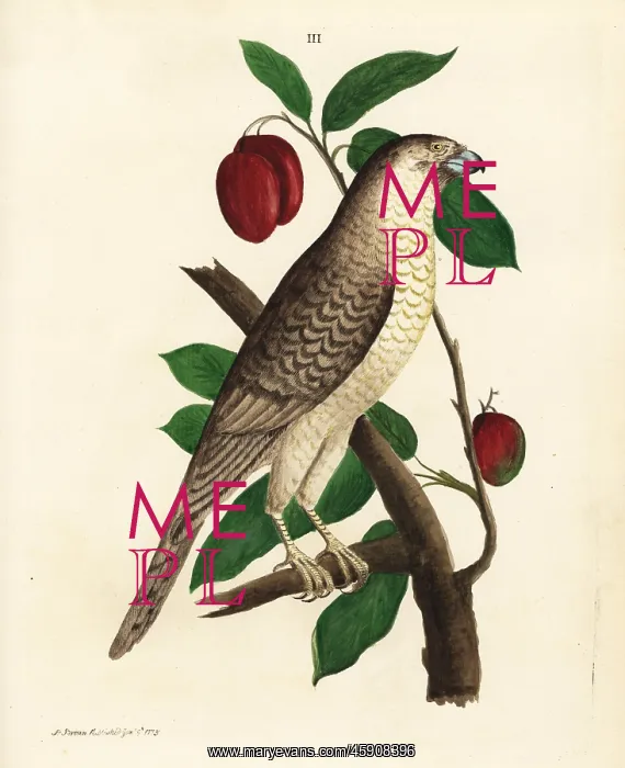 : Brown hawk-owl on a mango tree : Brown hawk-owl on a mango tree