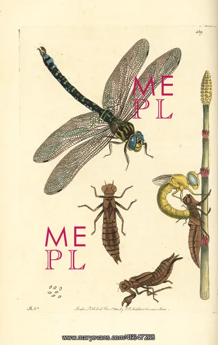 : Brown hawker dragonfly, Aeshna grandis : Brown hawker dragonfly, Aeshna grandis