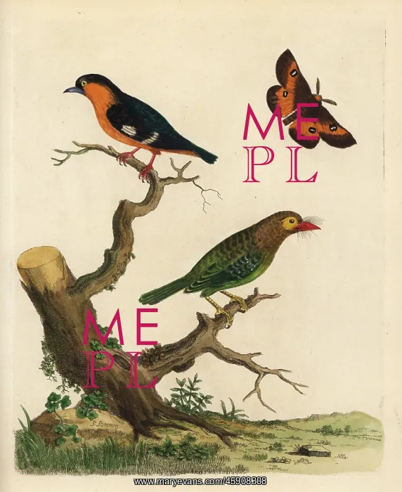 : Brown-headed barbet and common iora : Brown-headed barbet and common iora
