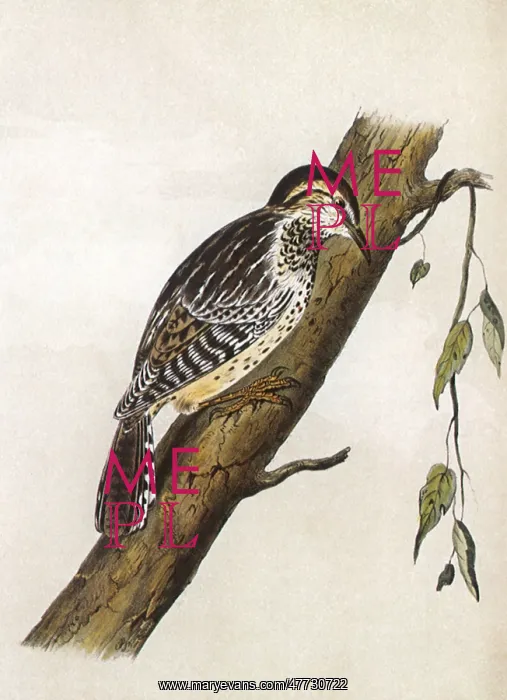  : Brown-headed Creeper, Picolaptes brunneicapillus