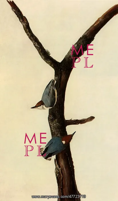 : Brown-Headed Nuthatch, Sitta pusilla : Brown-Headed Nuthatch, Sitta pusilla