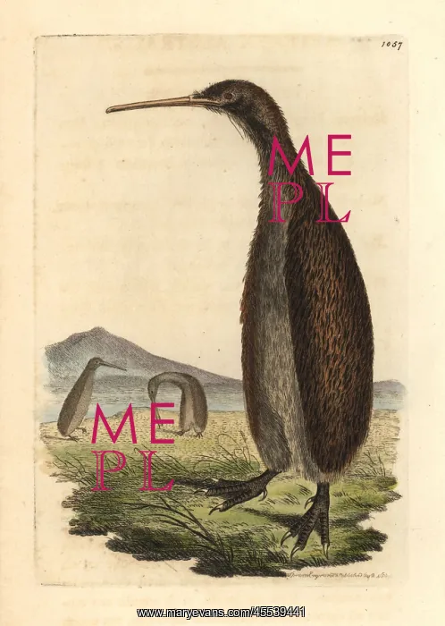 : Brown kiwi, Apteryx australis Vulnerable : Brown kiwi, Apteryx australis Vulnerable