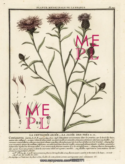 : Brown knapweed, Centaurea jacea : Brown knapweed, Centaurea jacea