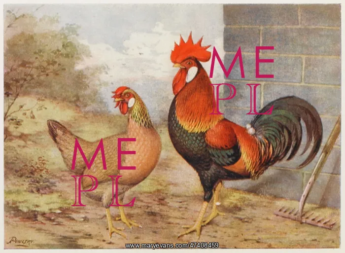 : BROWN LEGHORN : BROWN LEGHORN