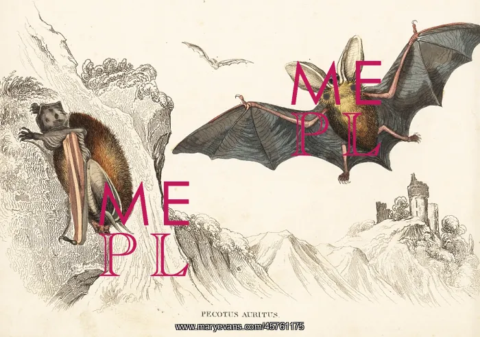 : Brown long-eared bat, Plecotus auritus : Brown long-eared bat, Plecotus auritus